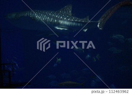 沖縄美ら海水族館　ジンベイザメ 112463962