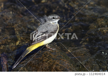 毛の一部が逆立ち、嘴に何かをつけたキセキレイ 112464014