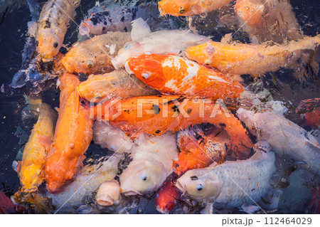Fancy carp fishes, mirror carp, Romaji, Koi, Nishikigoi are subspecies Cyprinus carpio haematopterus is a species of carp that has been developed from ordinary carp rise to beautiful fish 112464029
