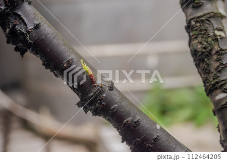 植物 工場 プランツ 112464205