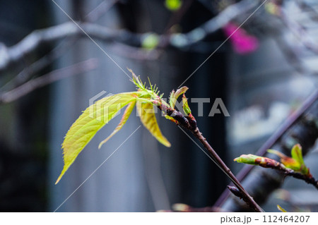 植物 工場 プランツ 112464207