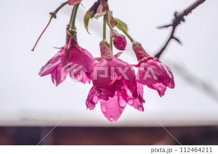 植物 工場 プランツ 112464211