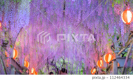 うららかな春空に映える美しい藤の花(藤棚アーチ)観光風景「中山大藤【柳川市の中山熊野神社」】 112464334