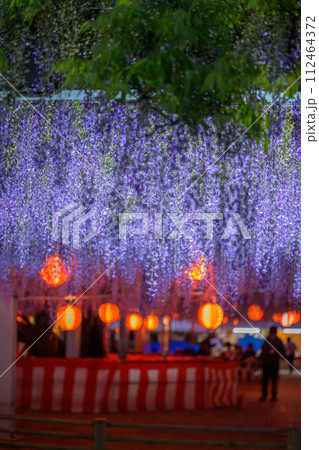 うららかなライト光芒に映える　美しい藤の花(藤棚)観光風景「中山大藤【柳川市の中山熊野神社」】 112464372