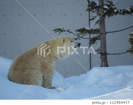 雪の上に佇むホッキョクグマ 112464457