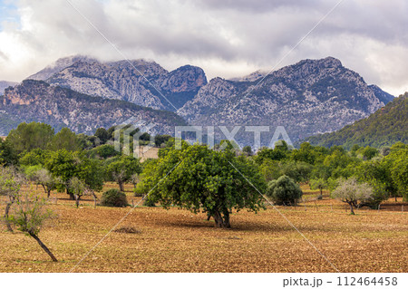 Field with carob, olive and almond trees in front of a Serra de Tramuntana mountain range in Majorca, Mallorca, Balearic Islands, Spain, Europe 112464458
