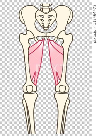 大内転筋、小内転筋、内転筋腱裂孔のイラスト素材 [112464475] PIXTA