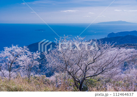 （静岡県）霧氷（雨氷）の花咲く伊豆スカイライン滝知山駐車場から熱海港を見下ろす 112464637