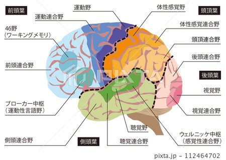 脳の機能の名称 脳の機能の名称 112464702