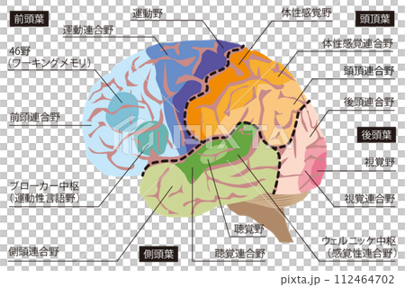 脳の機能の名称 脳の機能の名称 112464702