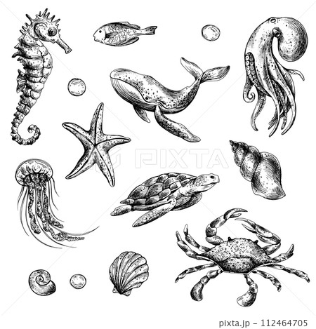 Underwater world clipart with sea animals whale, turtle, octopus, seahorse, starfish, shells, coral and algae. Graphic illustration hand drawn in black ink. Set of isolated objects EPS vector. Underwater world clipart with sea animals whale, turtle, octopus, seahorse, starfish, shells, coral and algae. Graphic illustration hand drawn in black ink. Set of isolated objects EPS vector. 112464705