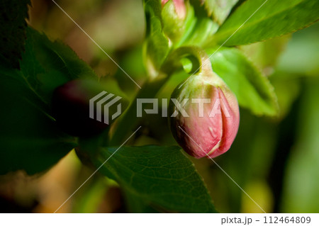 クリスマスローズの蕾、春色に染まりつつ膨らむ クリスマスローズの蕾、春色に染まりつつ膨らむ 112464809