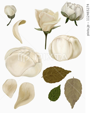 set of flowers roses and peonies leaves petals isolated on white background for cutting set of flowers roses and peonies leaves petals isolated on white background for cutting 112465274