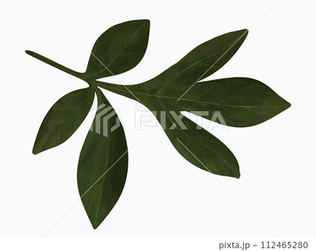 Branch for peony or rose.  112465280