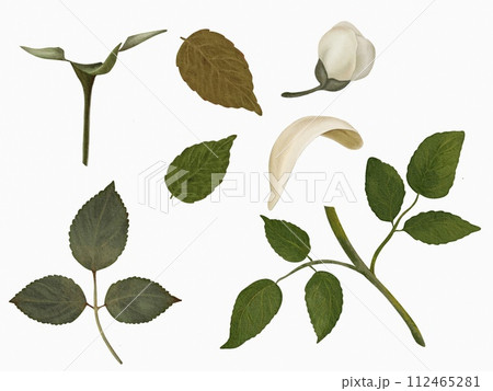 Set of branches of leaves and flowers 112465281