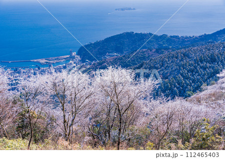 (静岡県)霧氷(雨氷)の花咲く伊豆スカイライン滝知山駐車場から熱海港を見下ろす (静岡県)霧氷(雨氷)の花咲く伊豆スカイライン滝知山駐車場から熱海港を見下ろす 112465403