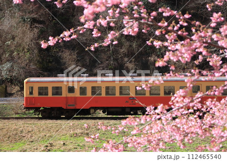満開の河津桜が咲く沿線をのんびりと走る小港鉄道キハ200形気動車_2024/2/24撮影 112465540