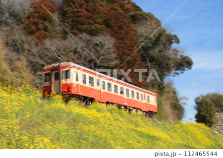 青空と満開の菜の花畑の中を駆け抜けるいすみ鉄道キハ52形気動車_2024/2/24撮影 青空と満開の菜の花畑の中を駆け抜けるいすみ鉄道キハ52形気動車_2024/2/24撮影 112465544