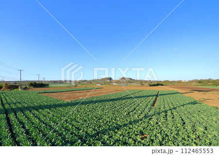 神奈川県・三浦半島の畑 112465553