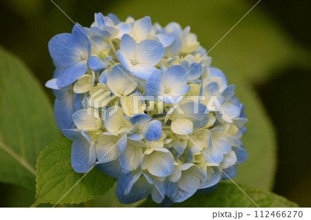 紫陽花の静かな輝き 112466270