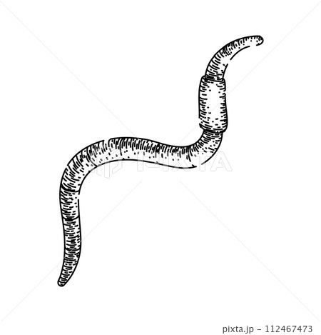 simple worm sketch hand drawn vector 112467473