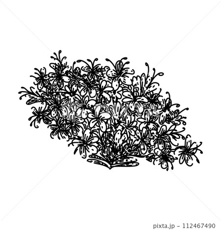 herbal valerian sketch hand drawn vector herbal valerian sketch hand drawn vector 112467490