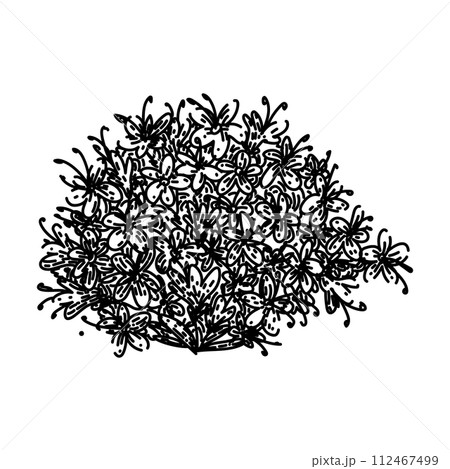 sleep valerian sketch hand drawn vector 112467499