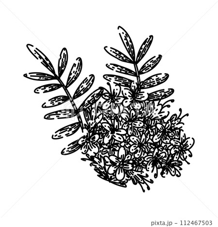 valeriana valerian sketch hand drawn vector 112467503