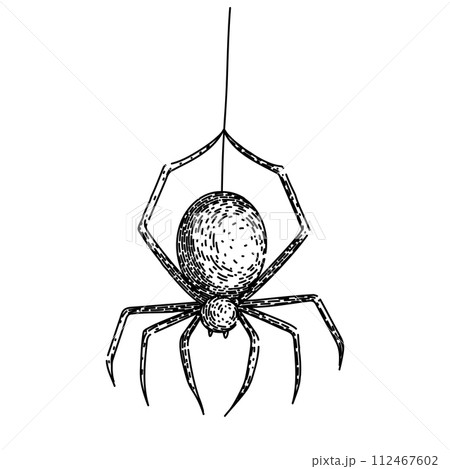 spider sketch hand drawn vector 112467602