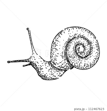 slug snail sketch hand drawn vector slug snail sketch hand drawn vector 112467623