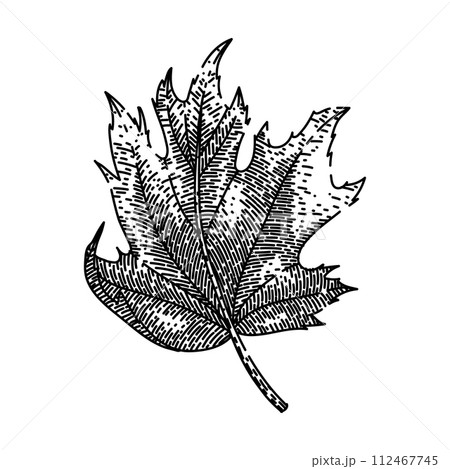 autumn maple leaf sketch hand drawn vector autumn maple leaf sketch hand drawn vector 112467745