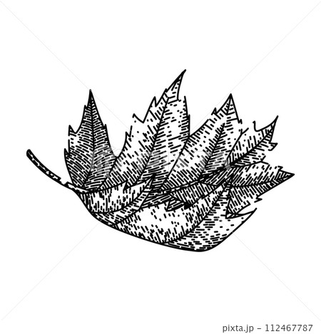 leaves maple leaf sketch hand drawn vector 112467787