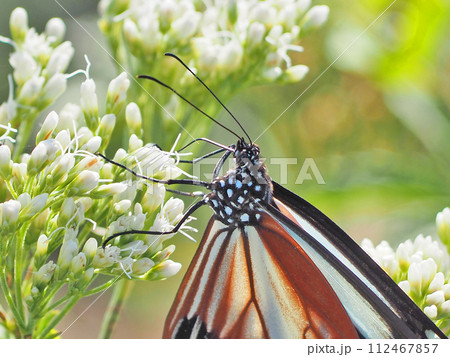 白いフジバカマにとまる渡りの蝶アサギマダラ 112467857