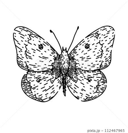 butterfly sketch hand drawn vector 112467965