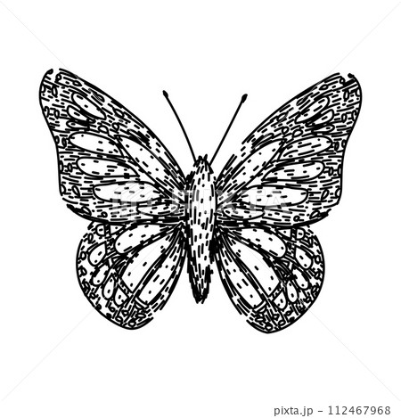 butterfly sketch hand drawn vector 112467968