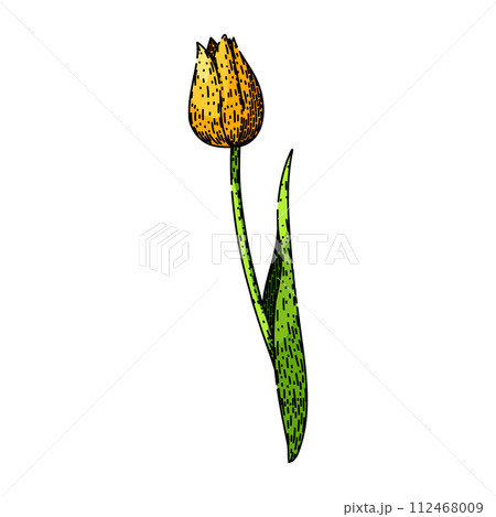 spring tulip sketch hand drawn vector 112468009