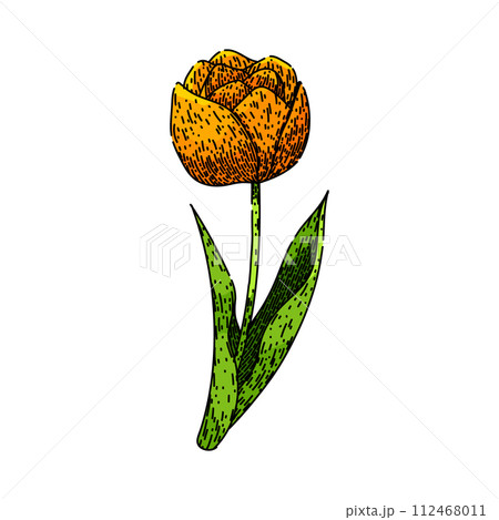 bouquet tulip sketch hand drawn vector 112468011