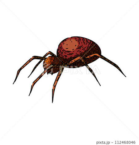 spider spider sketch hand drawn vector 112468046