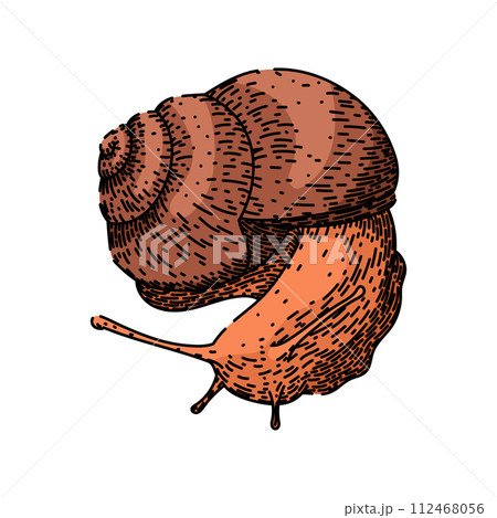 garden snail sketch hand drawn vector 112468056