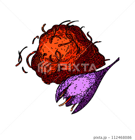 field saffron sketch hand drawn vector field saffron sketch hand drawn vector 112468086