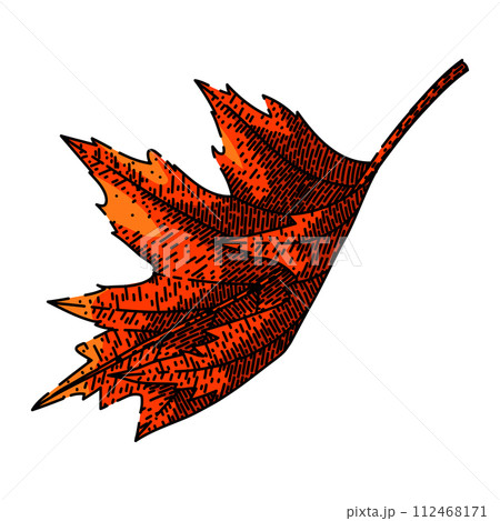 maple leaf sketch hand drawn vector maple leaf sketch hand drawn vector 112468171