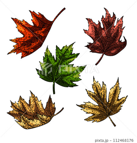 maple leaf set sketch hand drawn vector maple leaf set sketch hand drawn vector 112468176