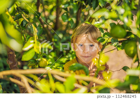 Cute boy in the garden collects tangerines 112468245