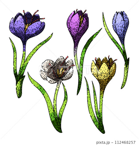 crocus set sketch hand drawn vector crocus set sketch hand drawn vector 112468257