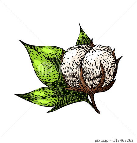 fly cotton plant sketch hand drawn vectorのイラスト素材 [112468262] - PIXTA