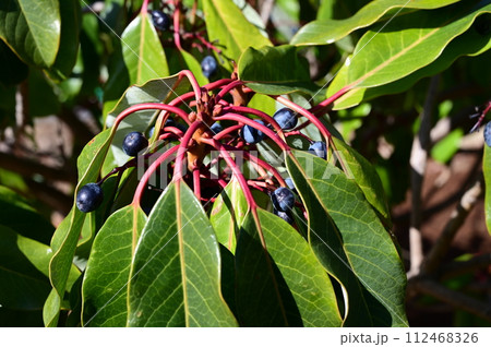 エゾユズリハ（蝦夷譲葉）ユキノシタ目 112468326