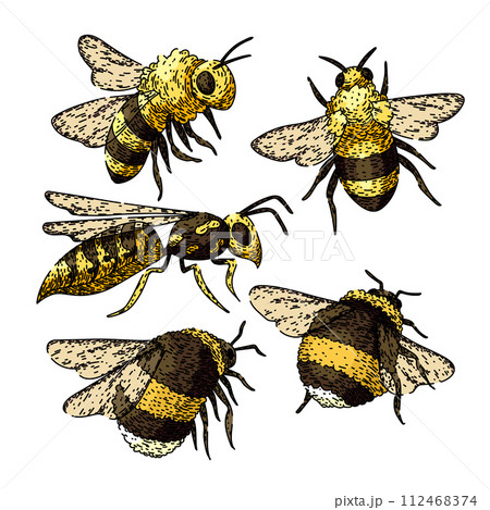 bee set sketch hand drawn vector bee set sketch hand drawn vector 112468374