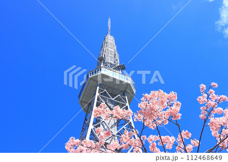 愛知県名古屋市、河津桜と名古屋テレビ塔の風景 愛知県名古屋市、河津桜と名古屋テレビ塔の風景 112468649