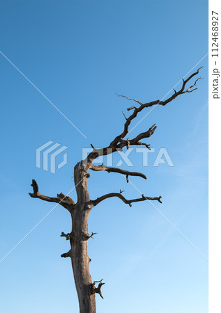 Dry leafless tree and a blue sky, Czechia 112468927