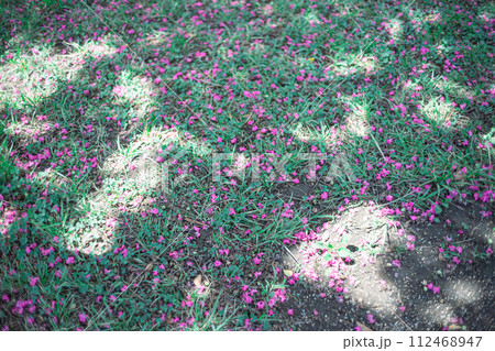 散ったサルスベリの花びら 散ったサルスベリの花びら 112468947